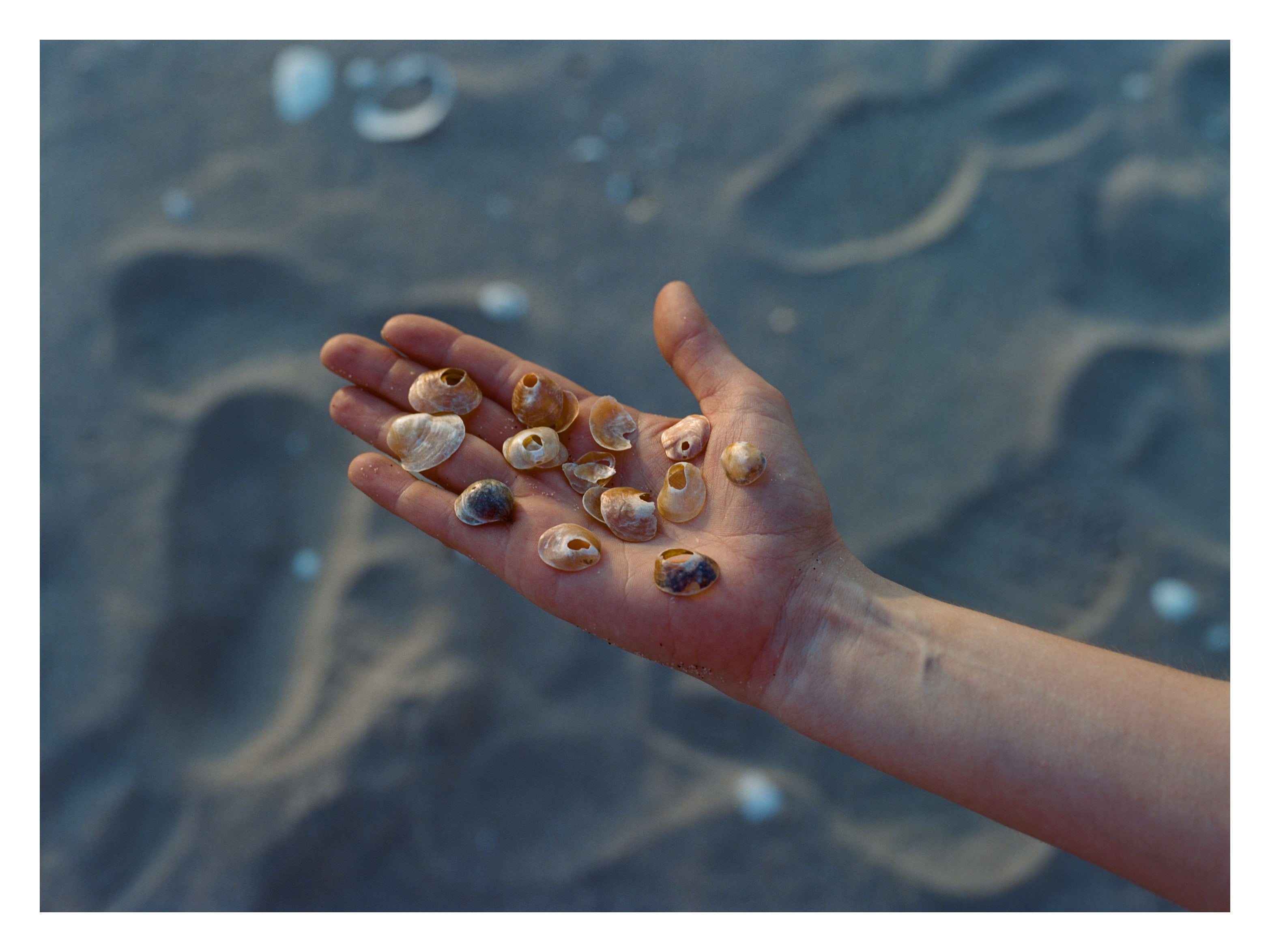 Alice's Shells – Visiting Artists