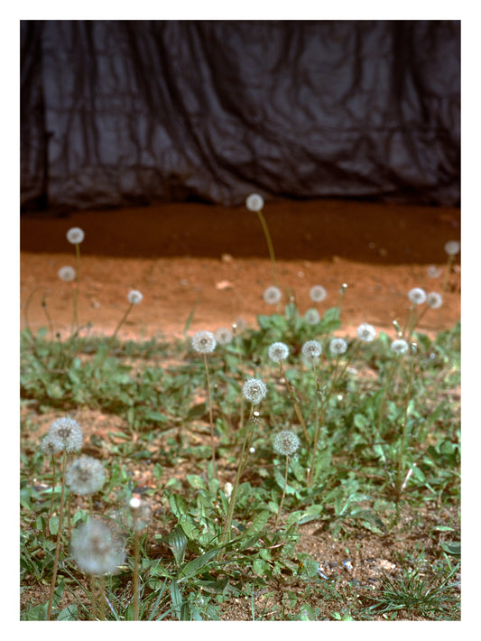 Field Study